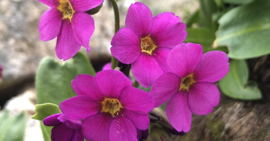 Parry Primrose