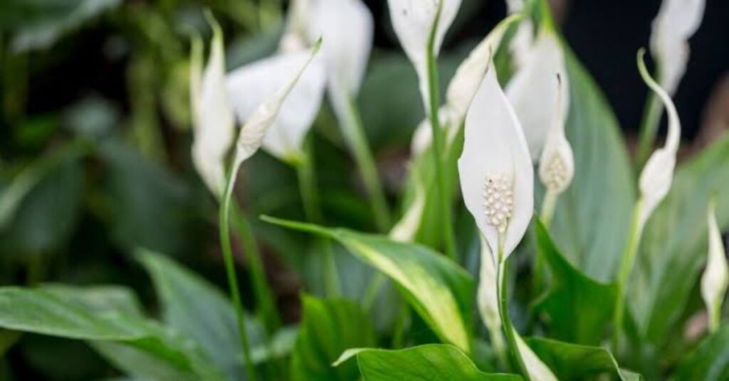 Peace Lily