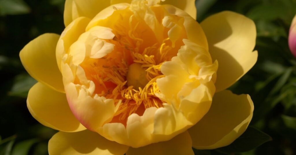 Peonies Yellow Flowers Meaning