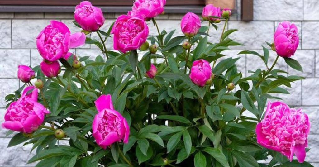 Peony