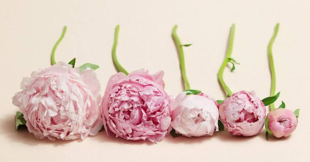 Peony