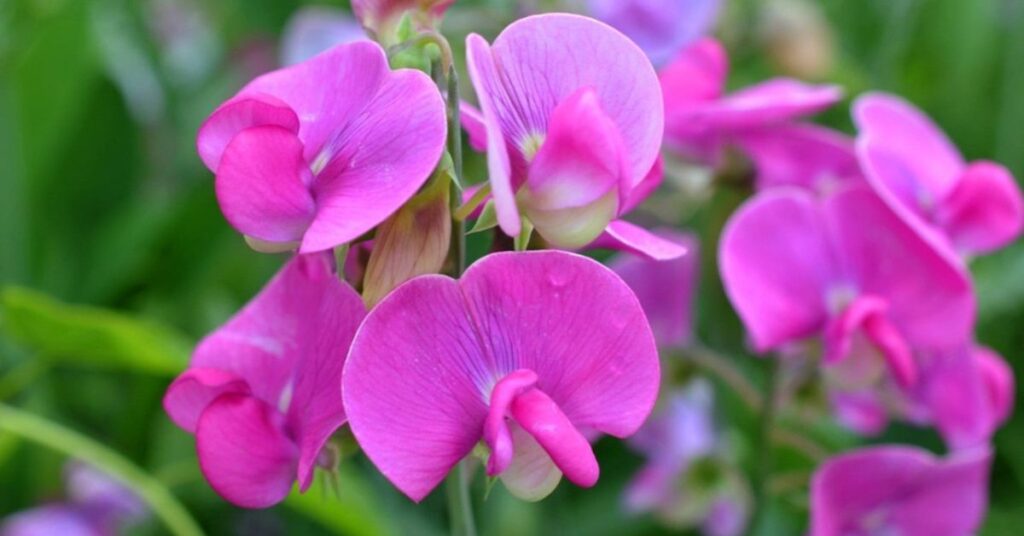 Perennial Sweetpea