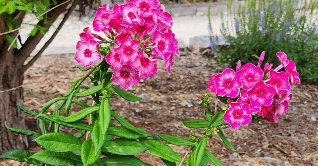 Phlox Paniculata