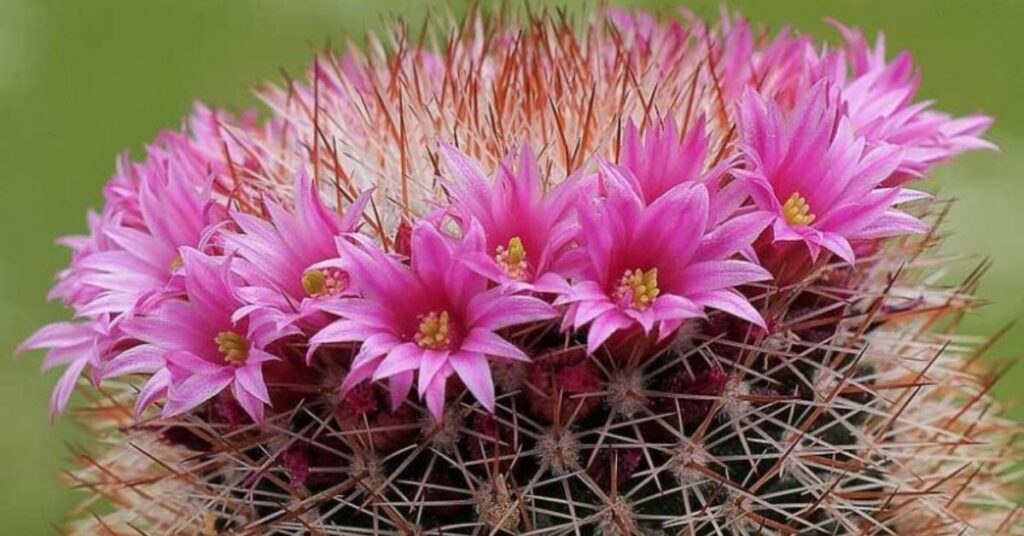 Pincushion Cactus