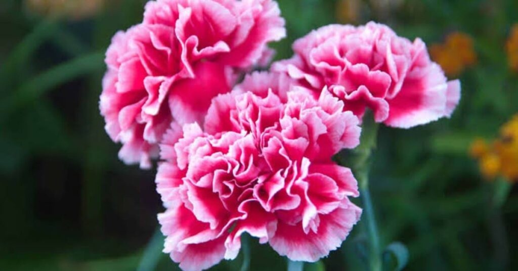 Pink Catalina