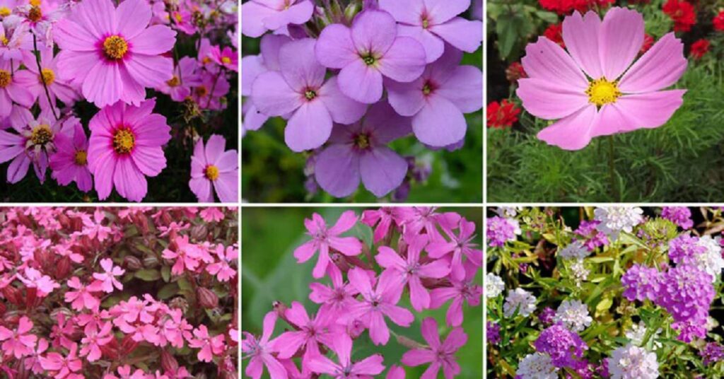 Pink Wildflowers