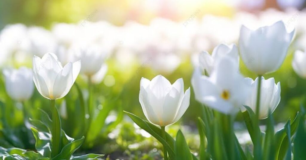 Purity