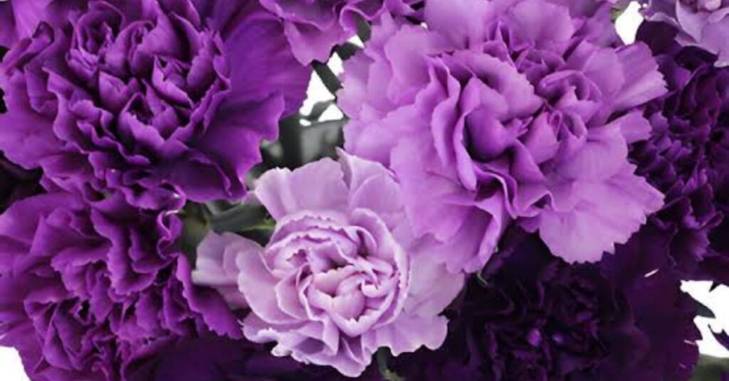 Purple Catalina