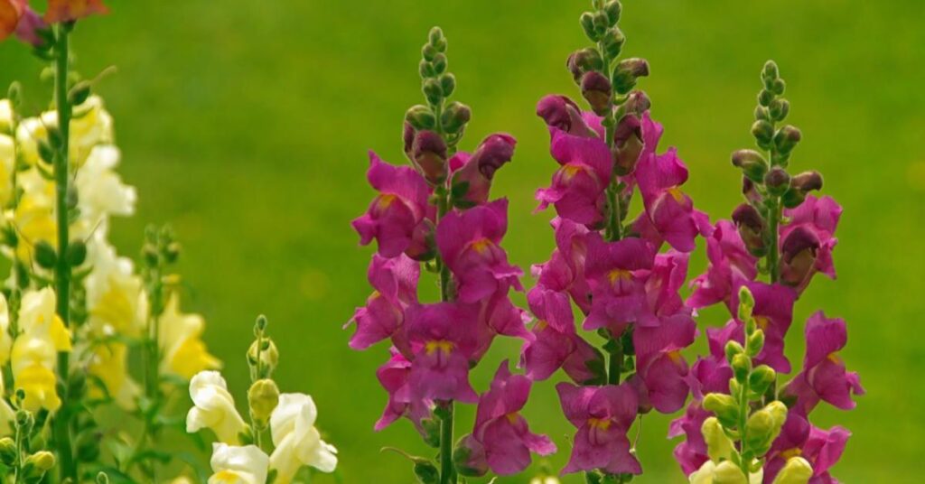 Purple Snapdragon Flowers Meaning