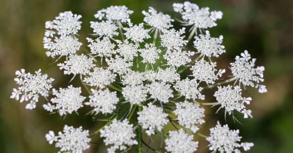 Queen Anne’s Lace