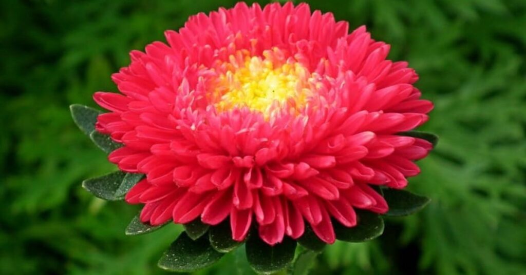 Red Aster Flower Meanings