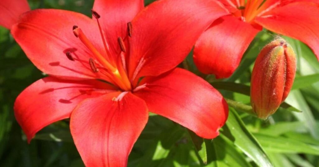 Red lilies meaning