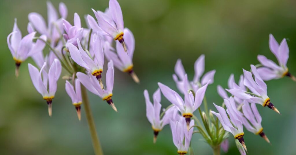 Shooting Star flower