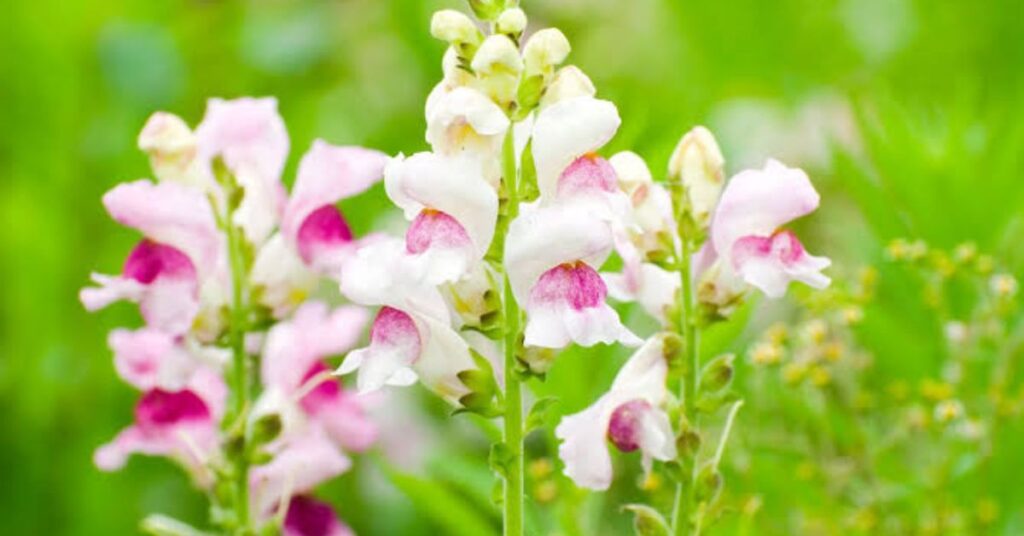 Snapdragon
