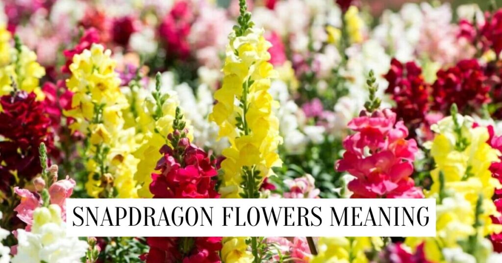 Snapdragon Flower Meaning & Symbolism Snapdragon Flower Meaning