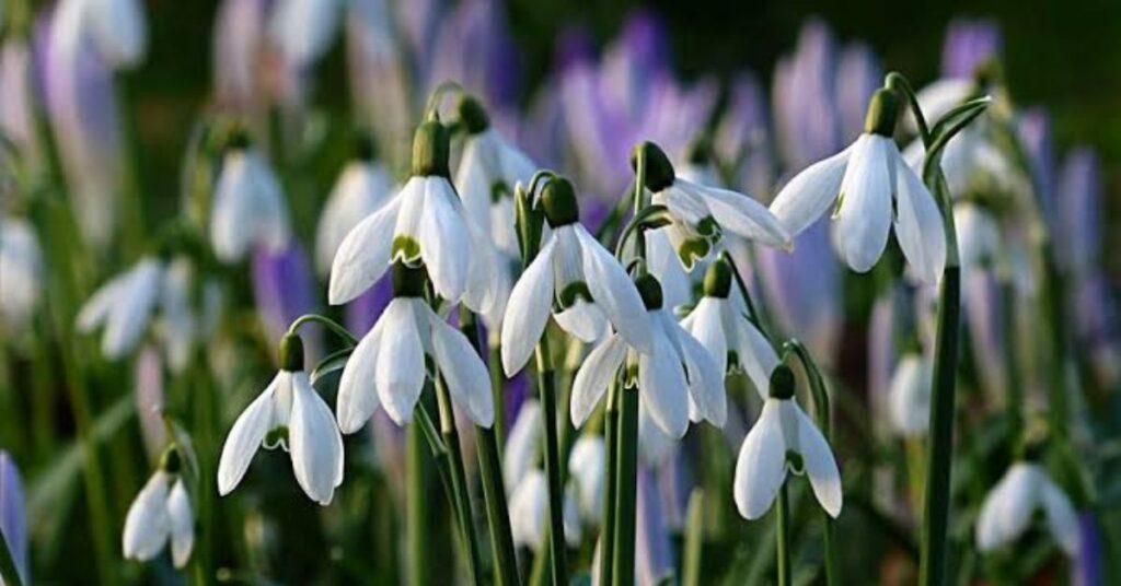 Snowdrop