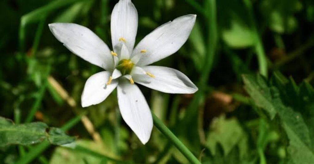 Star Of Bethlehem