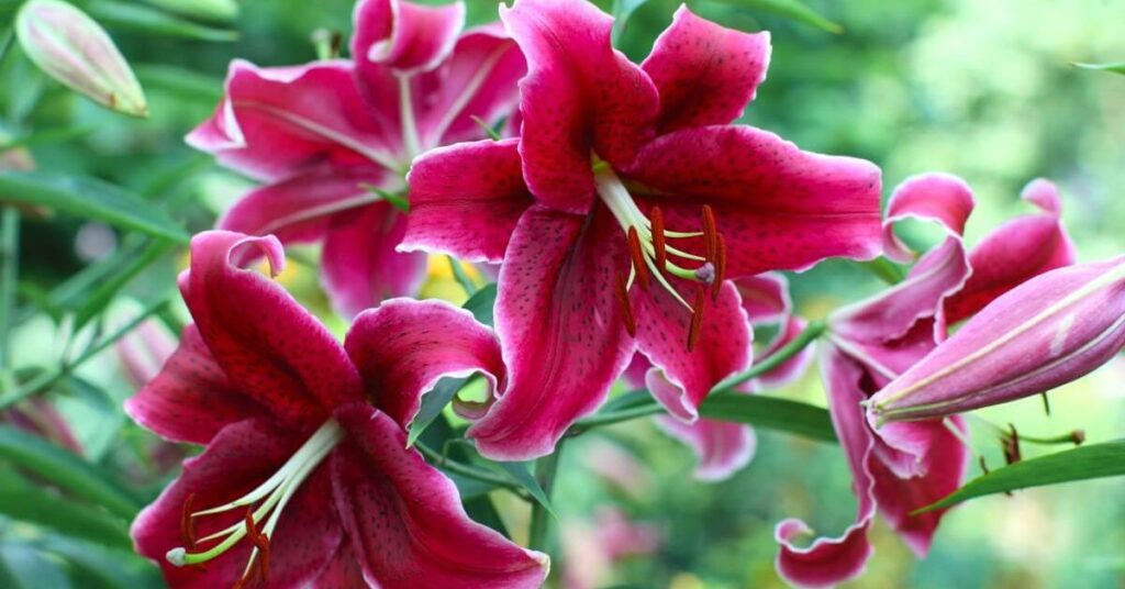 Stargazer Lily meaning