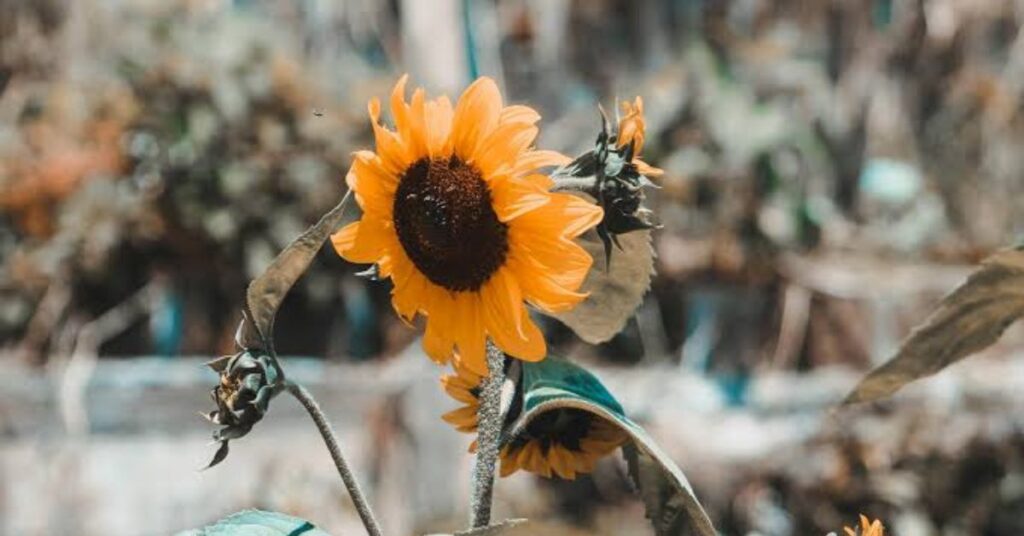 Sunflower