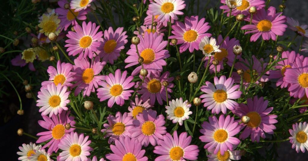 The Wisdom of the Daisy