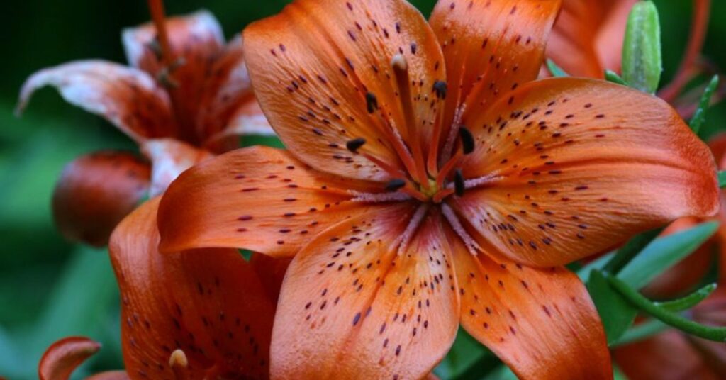 Tiger Lily meaning