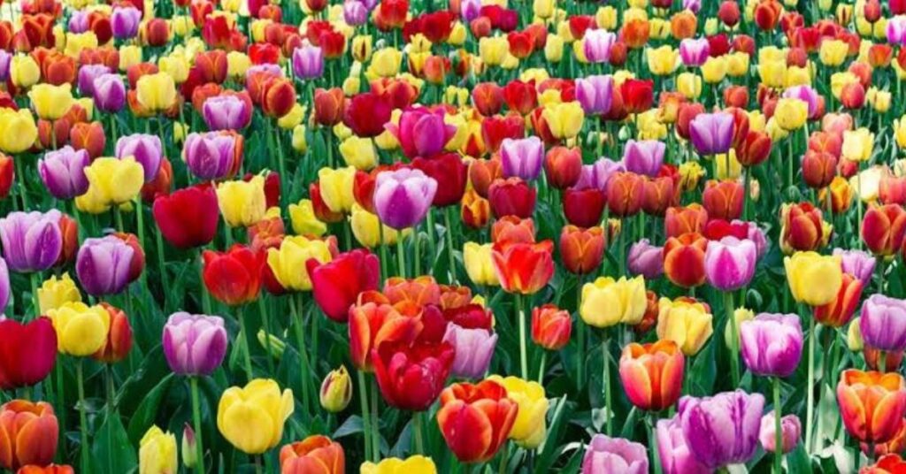 Tulips