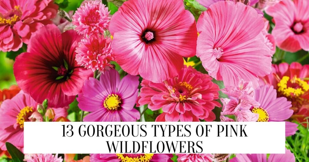 13 Gorgeous Types Of Pink Wildflowers Types Of Pink Wildflowers