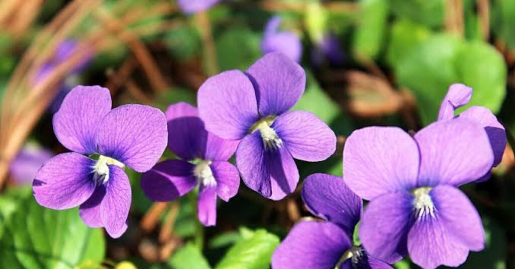 Violet
