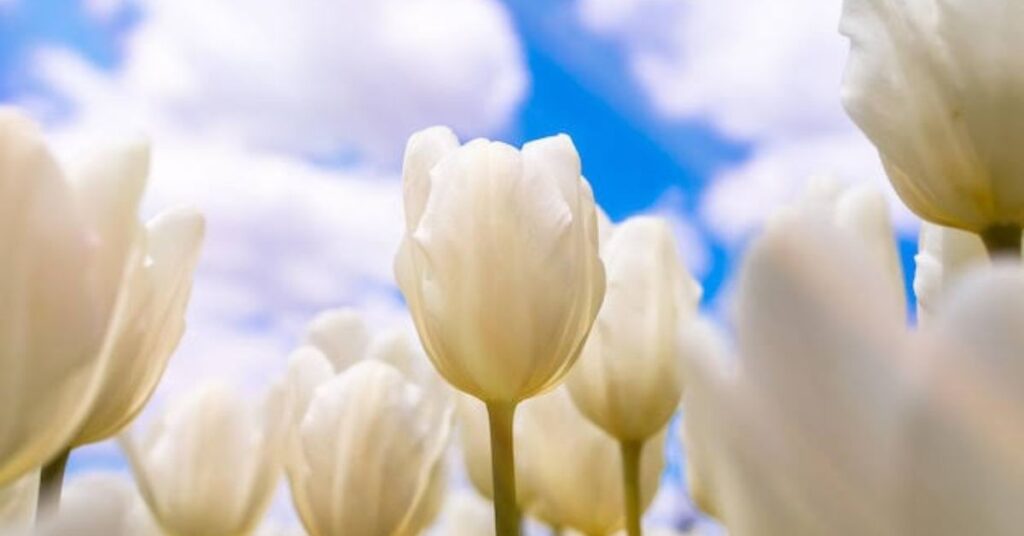 White Tulips Represent Mean
