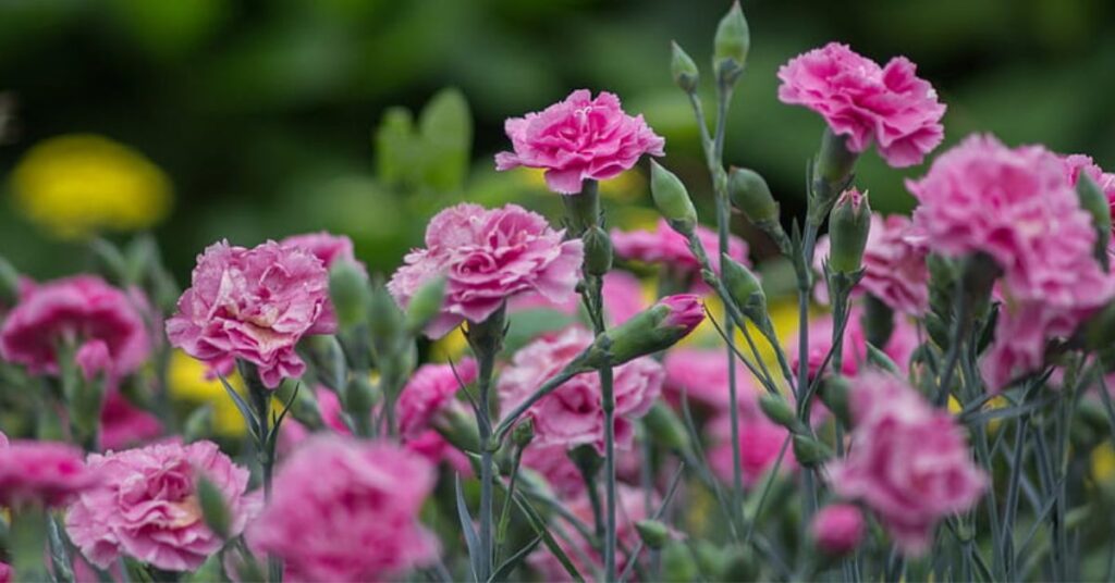What Does Carnation Flower Mean