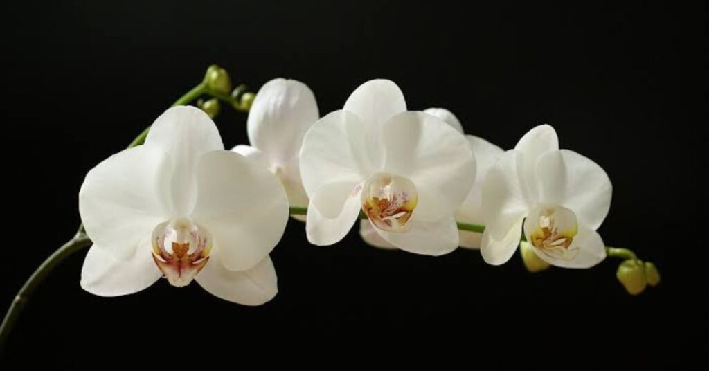 White Orchid