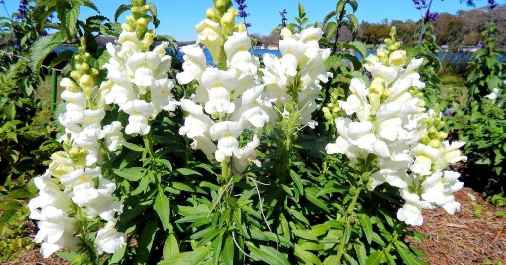 White Snapdragon Flower Meaning