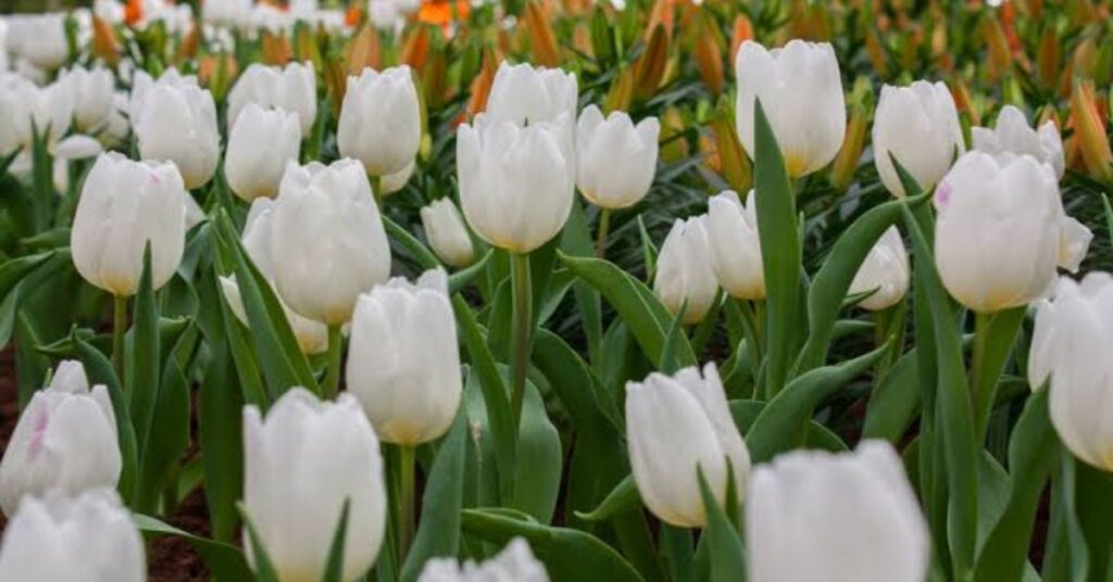 White Tulip