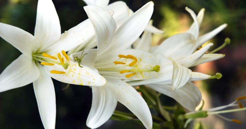 White lilies meaning
