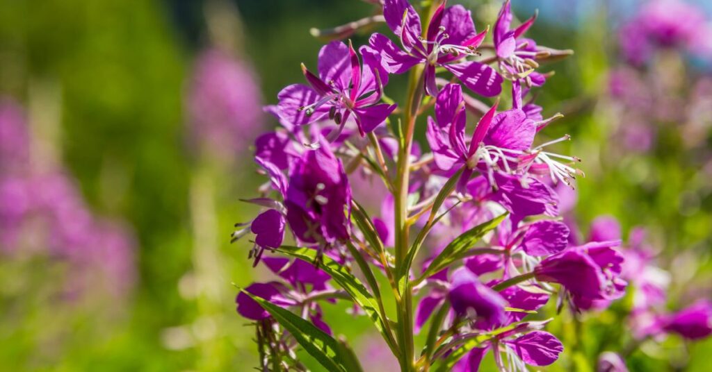 Willow Herb