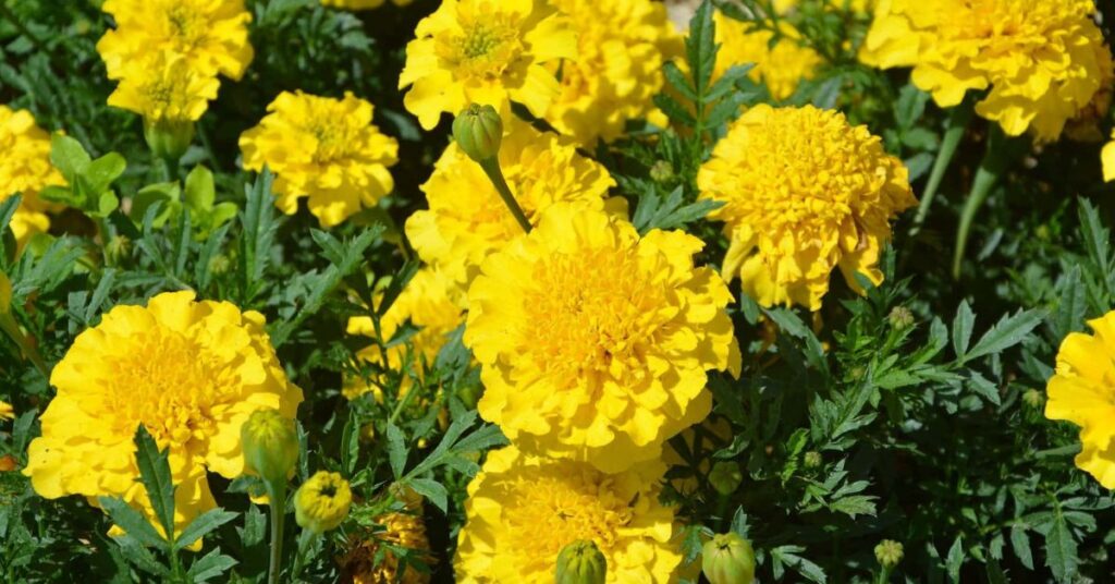Yellow Carnation Yellow Flowers Meaning