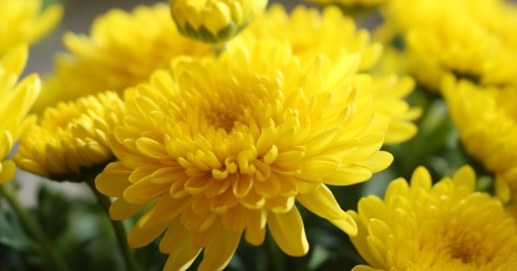 Yellow Chrysanthemum Flowers Meaning