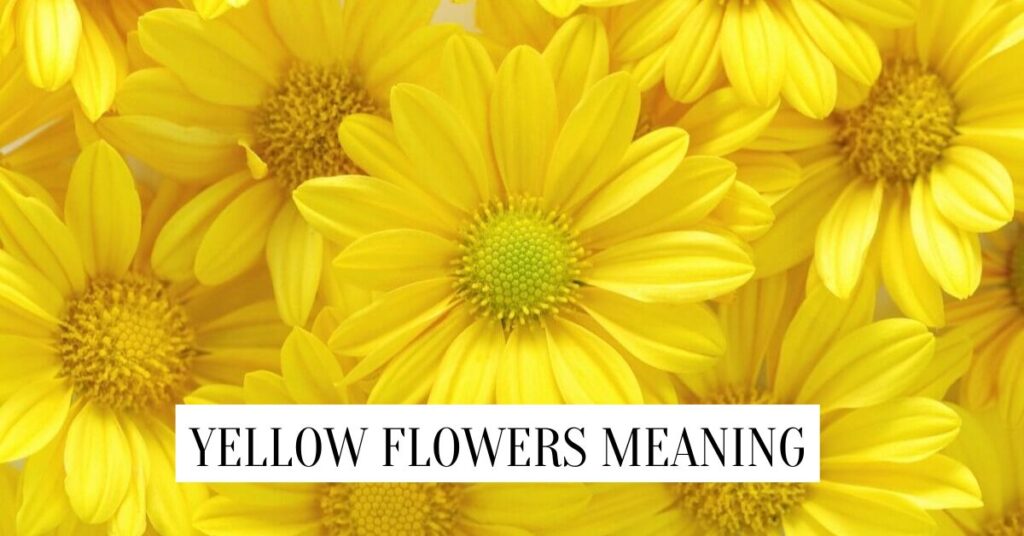 Yellow Flowers Meaning: 27 Types & Their Interpretations Yellow Flowers Meaning