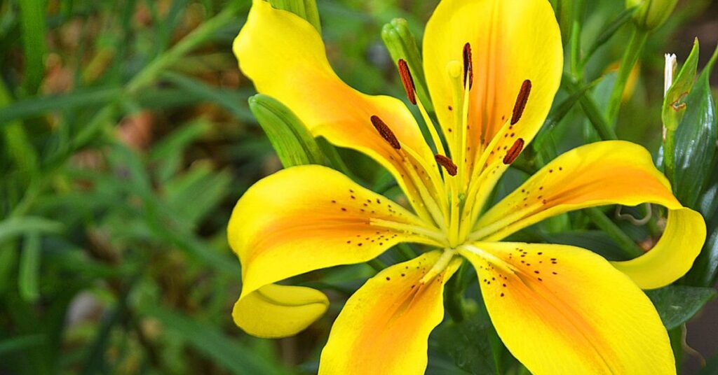 Orange Lily meaning