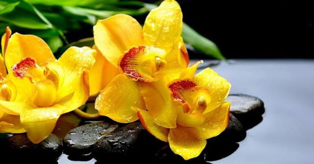 Yellow Orchids