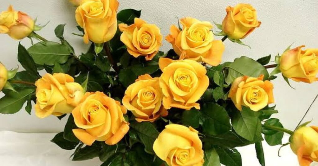 Yellow Roses