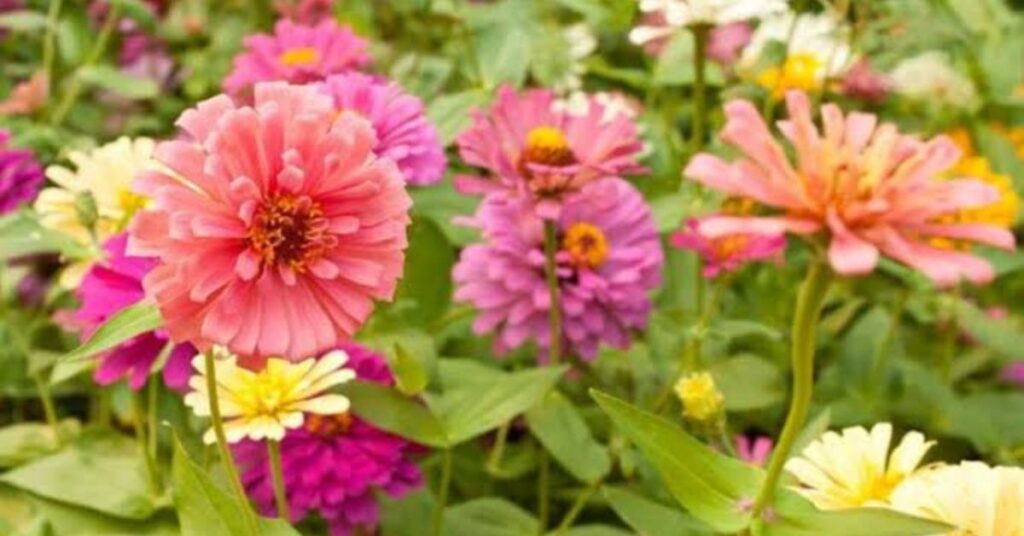 Zinnia