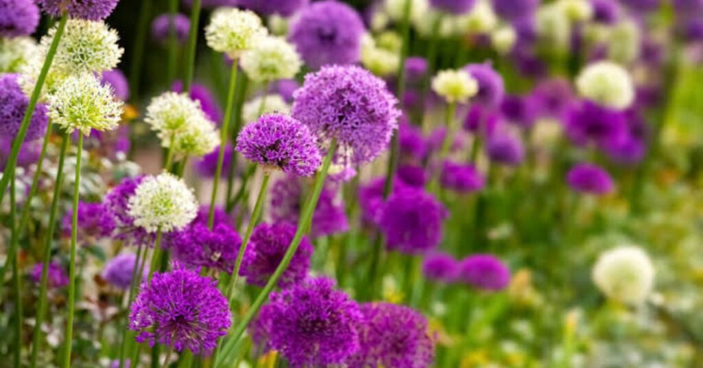 Allium