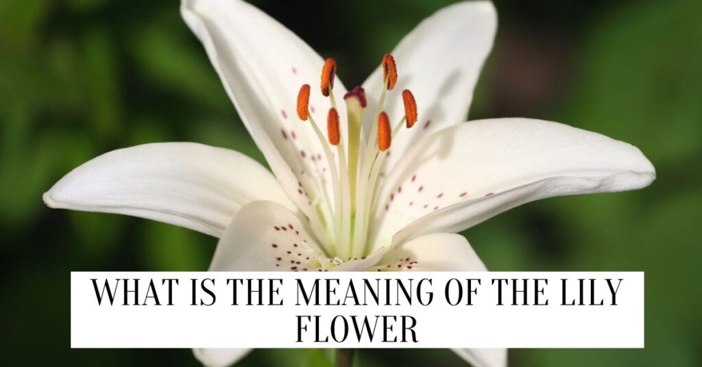 What Is The Meaning Of The Lily Flower? what is the meaning of the lily flower