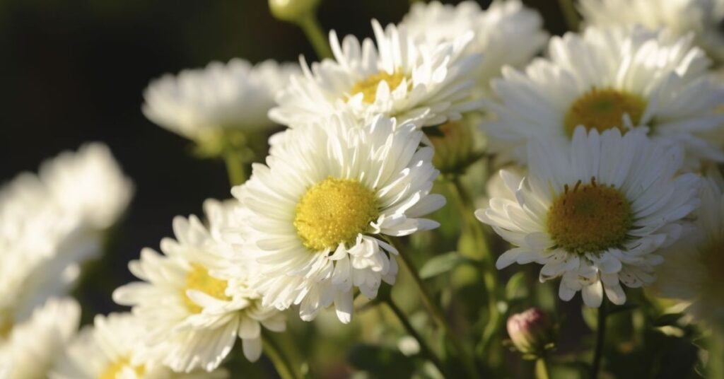 white Aster Flower Meanings