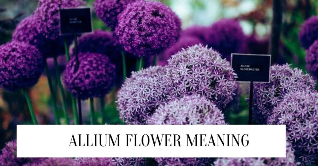 Allium Flower Meaning