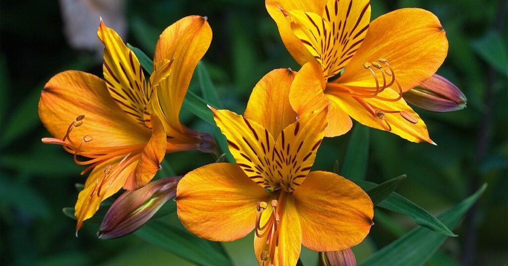 Alstroemeria 