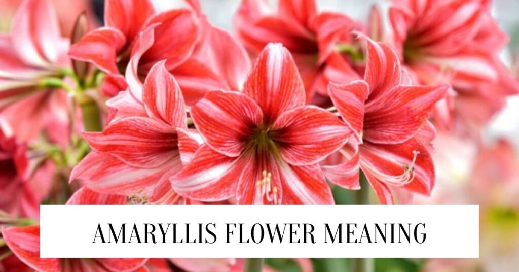 Amaryllis Flower Meaning