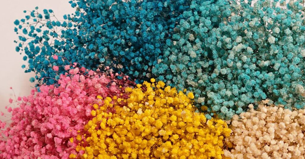 Baby Breath Flower Color Meanings