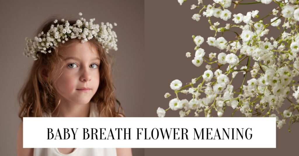 Baby Breath Flower Meaning